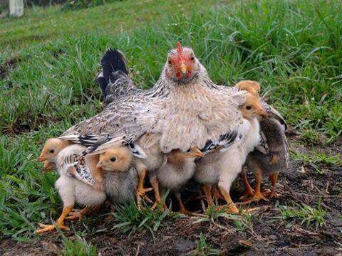 mother hen sheltering chicks